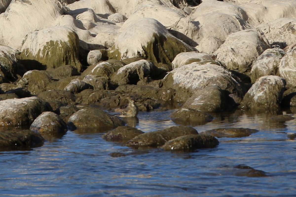 American Pipit - ML642828215