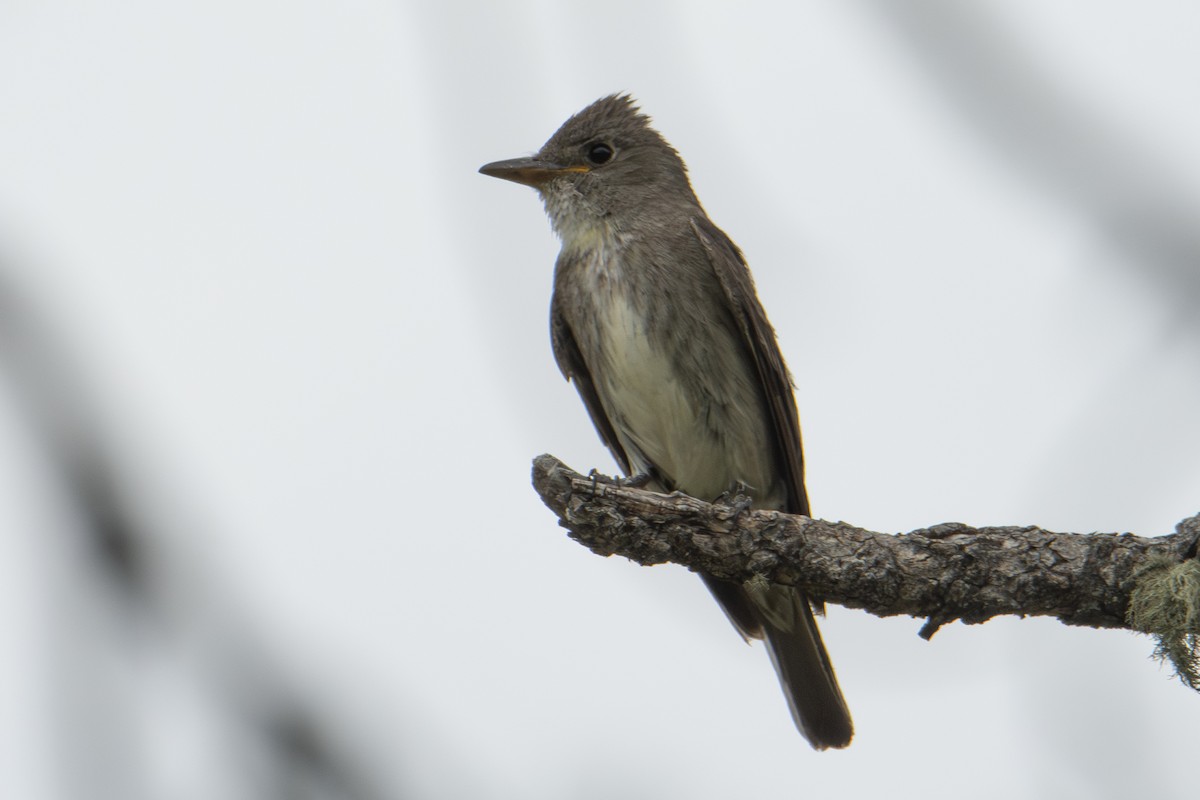 Olive-sided Flycatcher - ML642828216