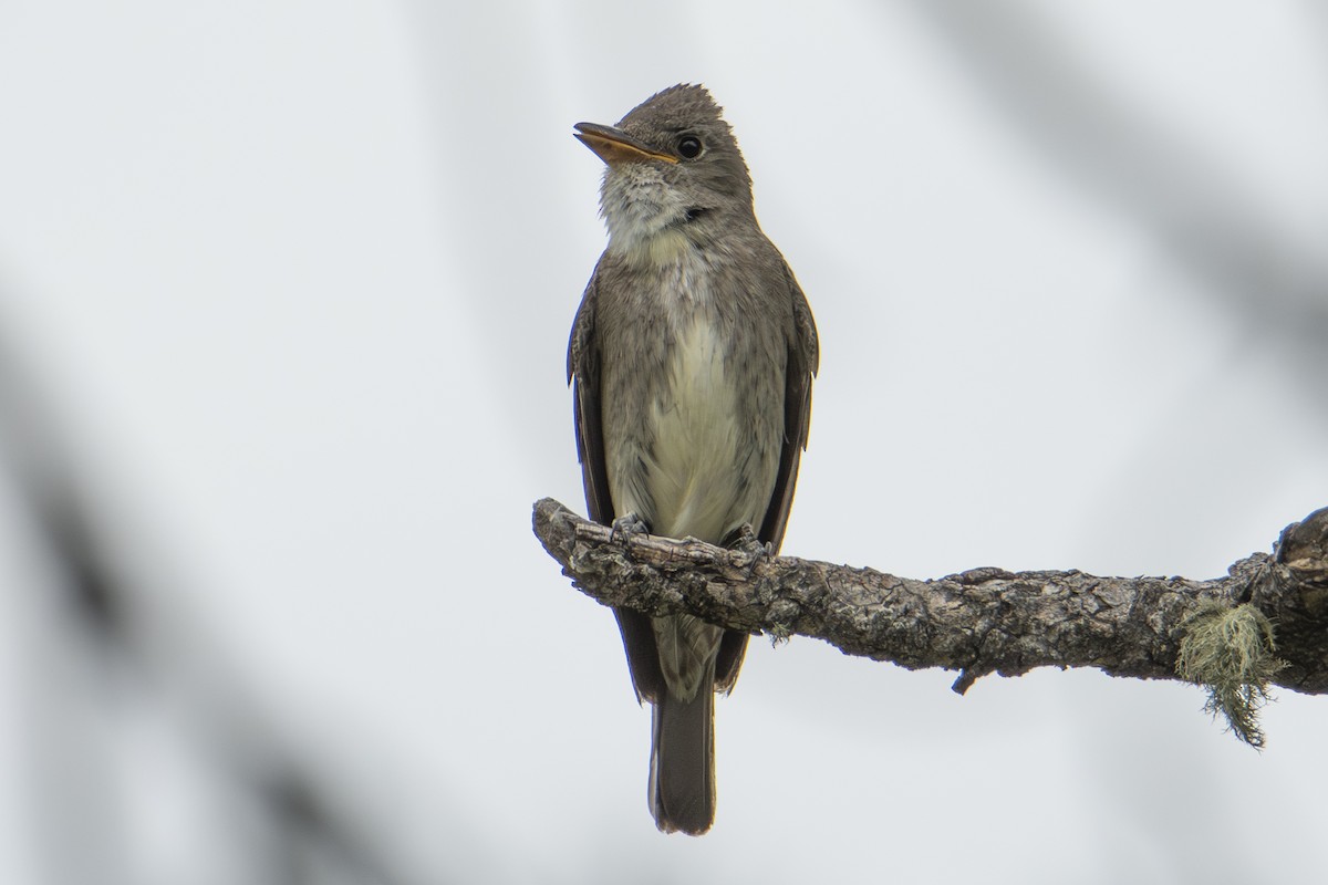 Olive-sided Flycatcher - ML642828217