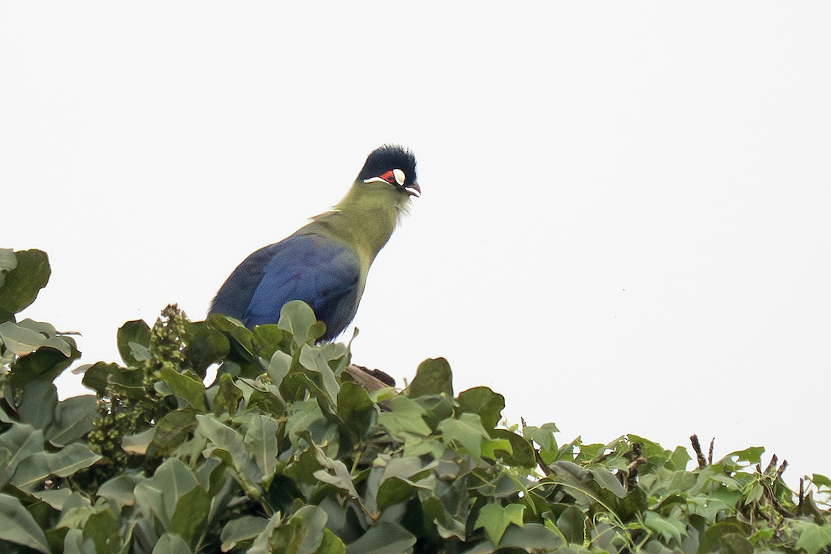Hartlaub's Turaco - ML642828220