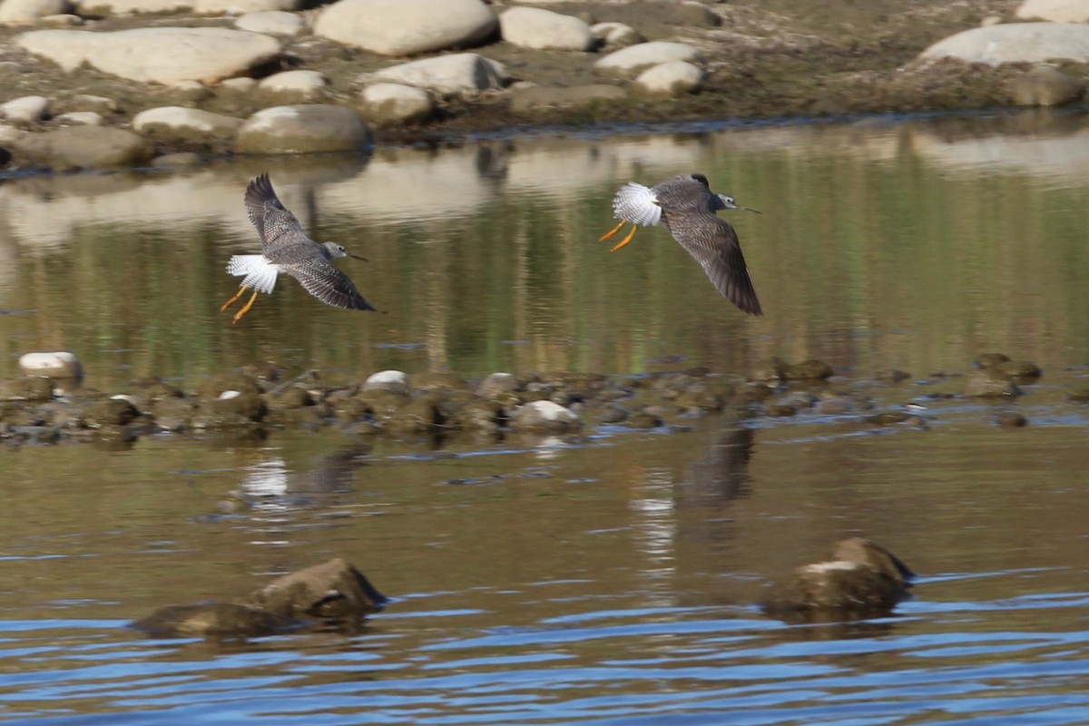 Greater Yellowlegs - ML642828228
