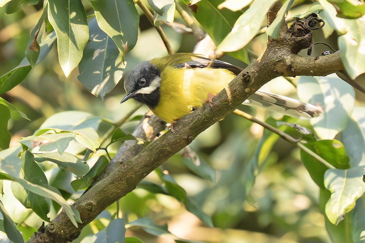 Black-throated Apalis - ML642828229