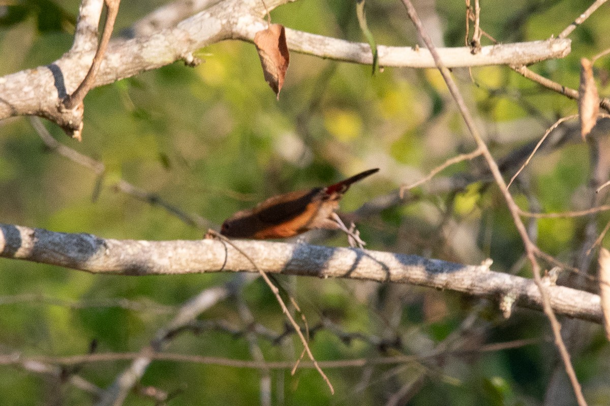Jameson's Firefinch - ML642828231