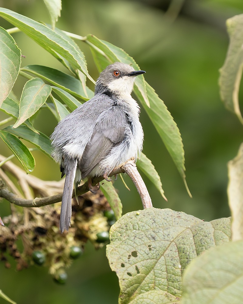 Gray Apalis - ML642828232