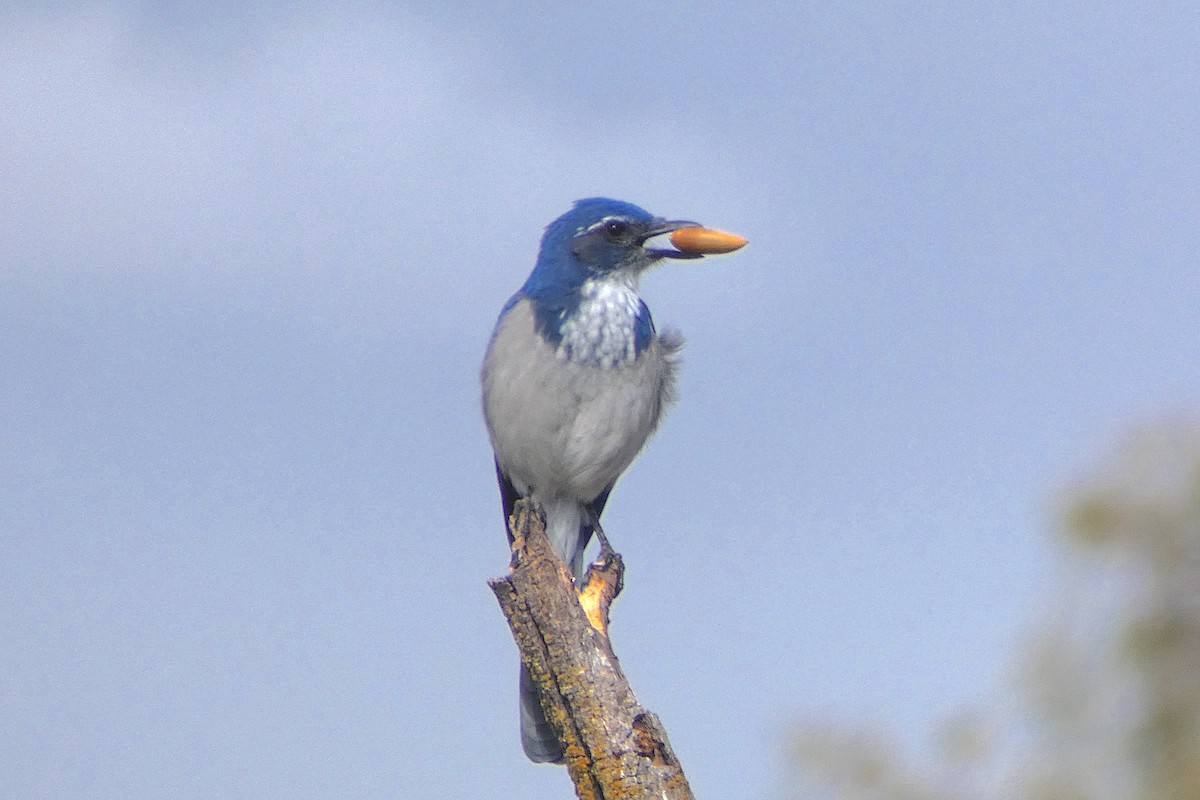 California Scrub-Jay - ML642828233
