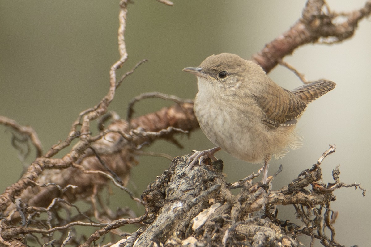 Northern House Wren - ML642828235