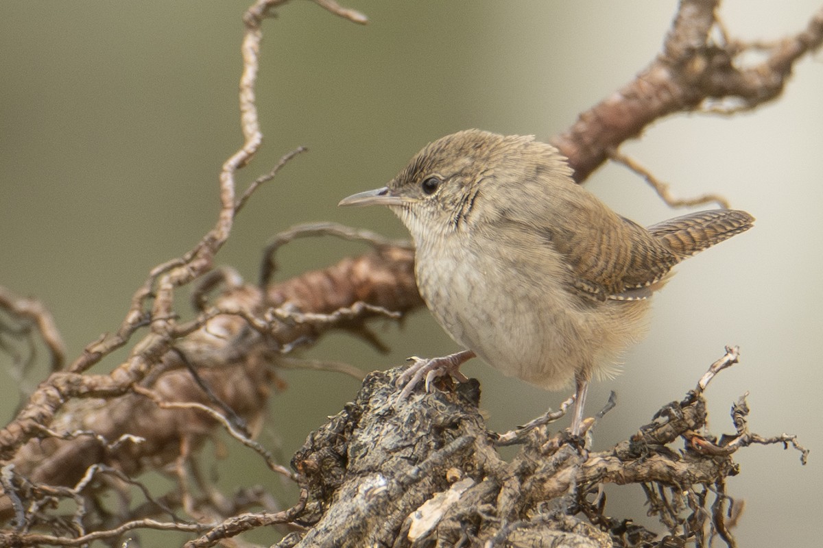 Northern House Wren - ML642828236