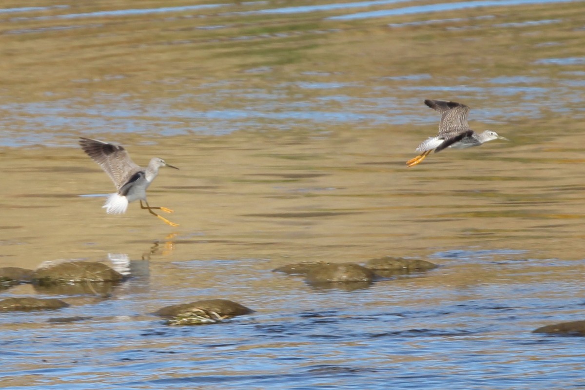Greater Yellowlegs - ML642828237