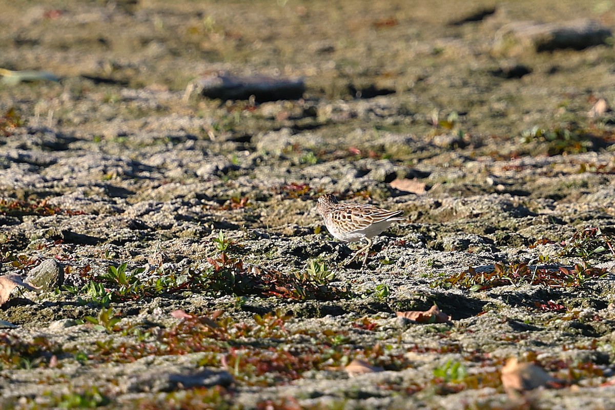 Least Sandpiper - ML642828238