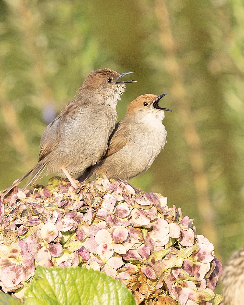 Hunter's Cisticola - ML642828240