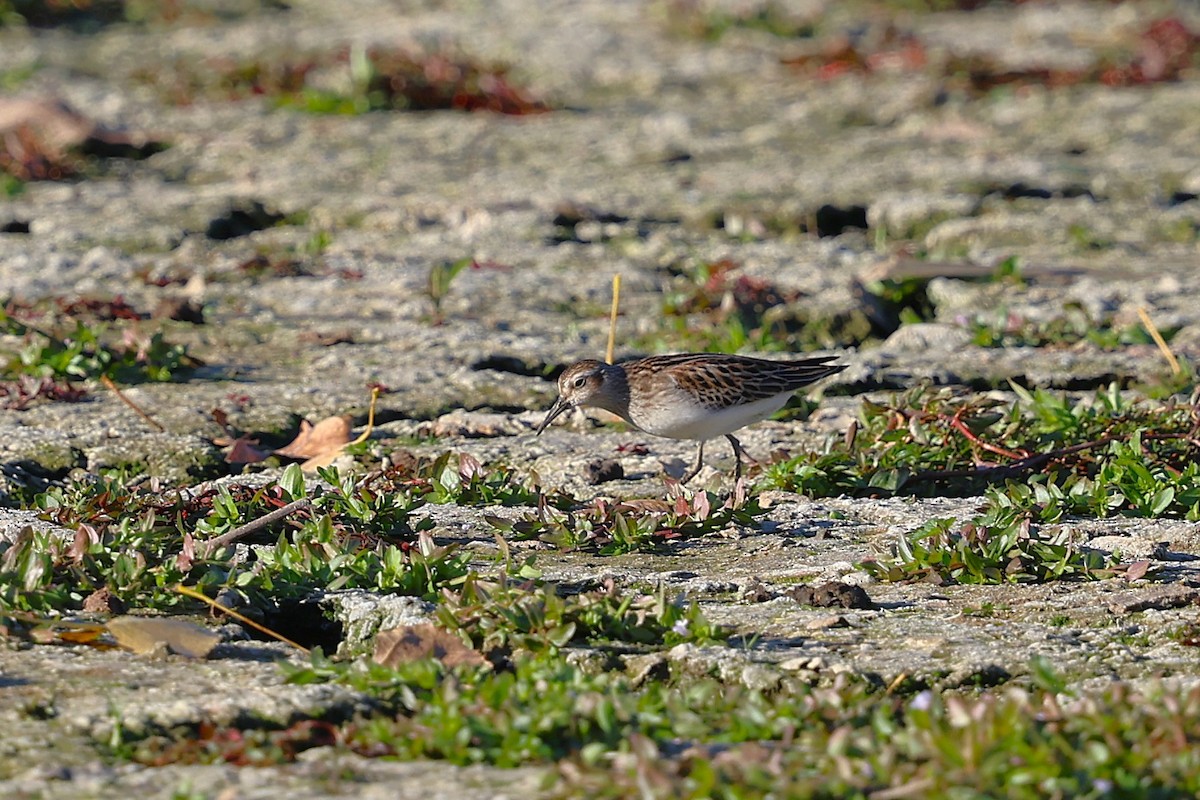 Least Sandpiper - ML642828241