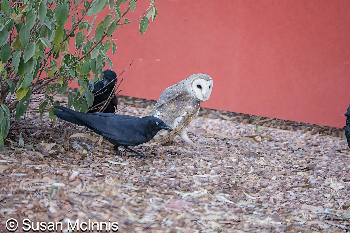 Eastern Barn Owl (Eastern) - ML642828242