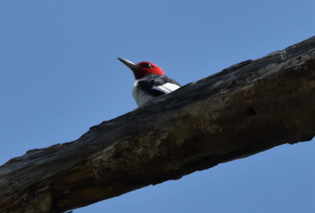 Red-headed Woodpecker - ML642828243