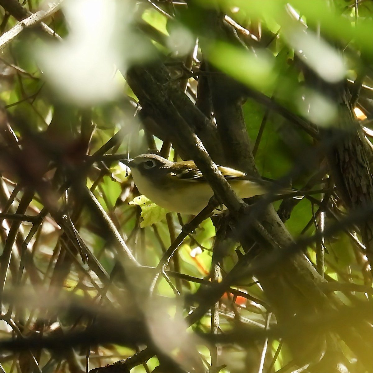 Blue-headed Vireo - ML642828244