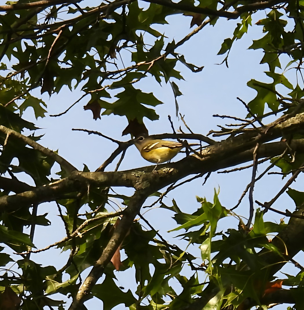 Blue-headed Vireo - ML642828245