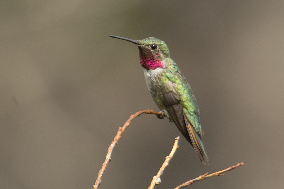 Broad-tailed Hummingbird - ML642828246