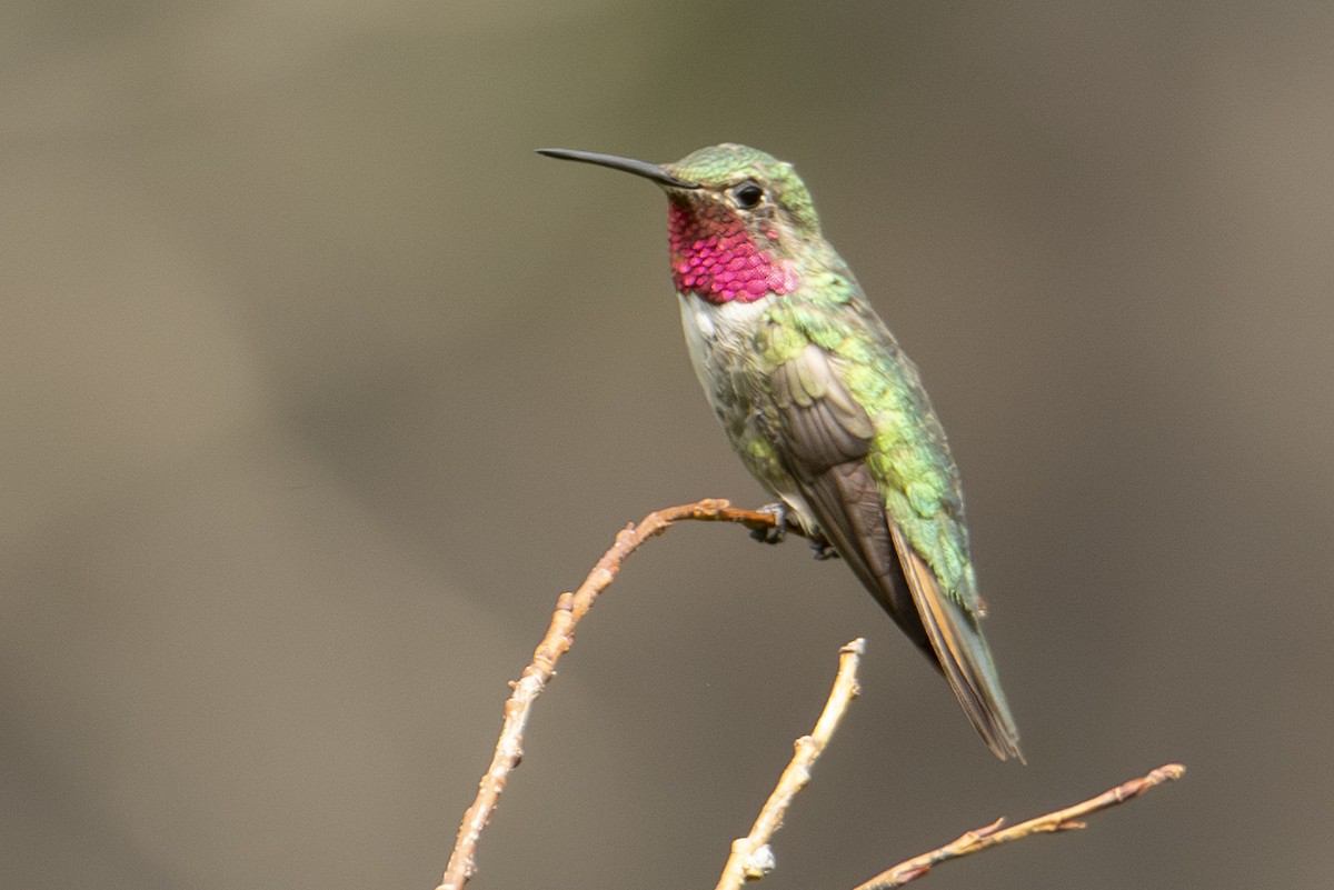 Broad-tailed Hummingbird - ML642828247