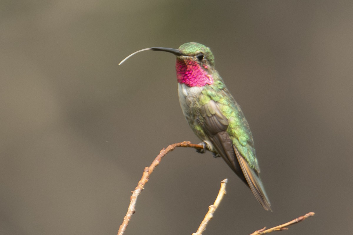 Broad-tailed Hummingbird - ML642828248