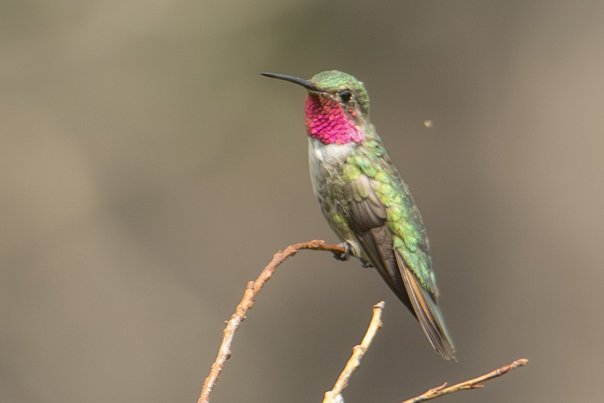 Broad-tailed Hummingbird - ML642828249