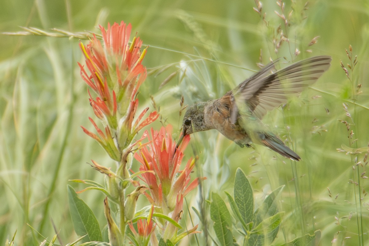Broad-tailed Hummingbird - ML642828250