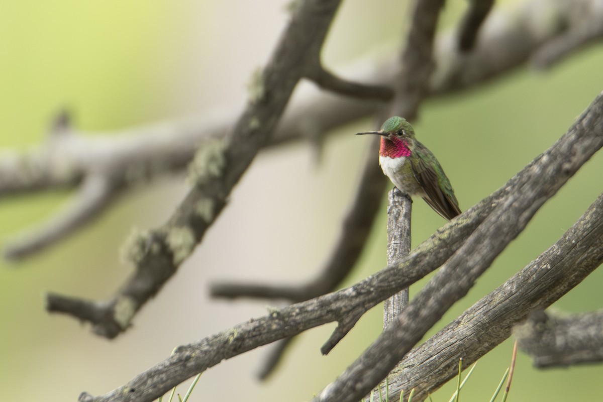 Broad-tailed Hummingbird - ML642828252