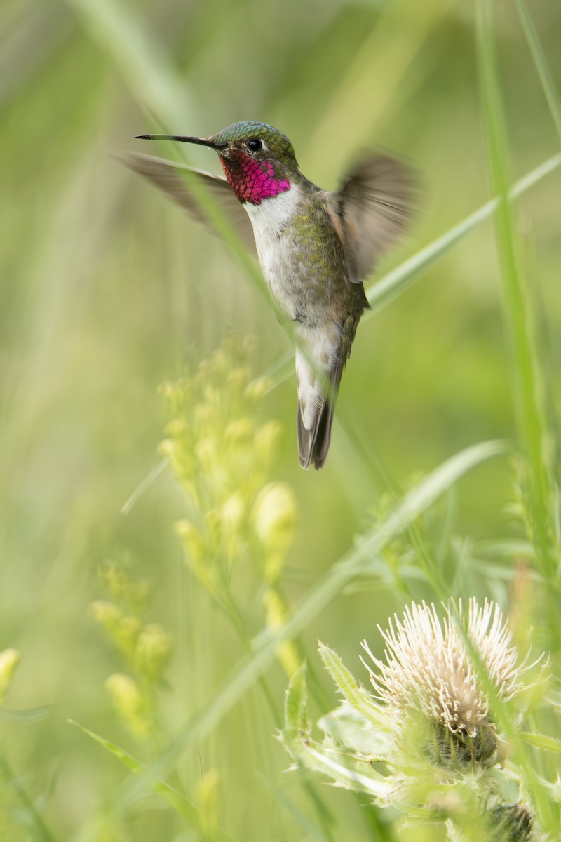 Broad-tailed Hummingbird - ML642828253