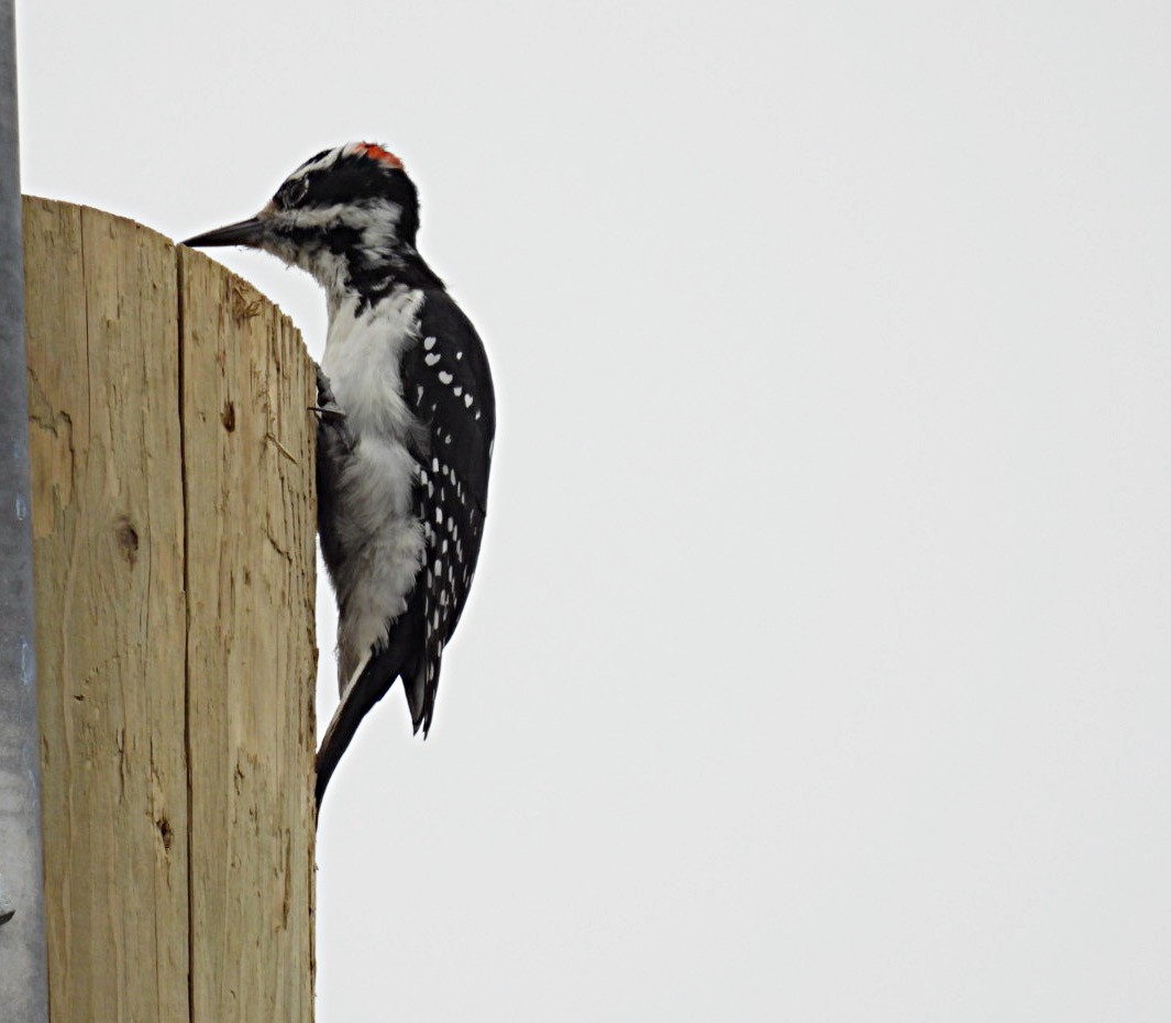 Hairy Woodpecker - ML642828256