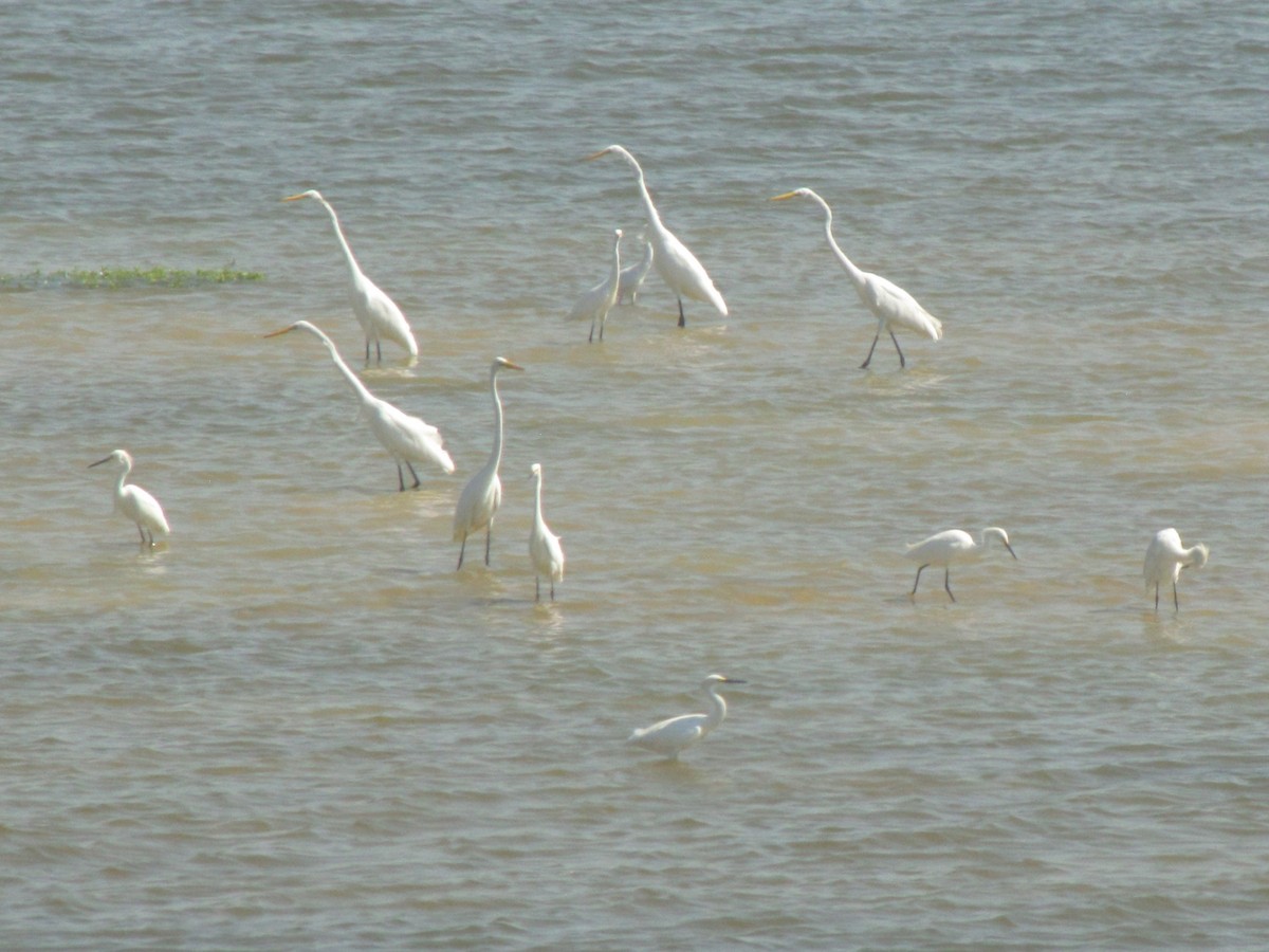 Snowy Egret - ML642828258