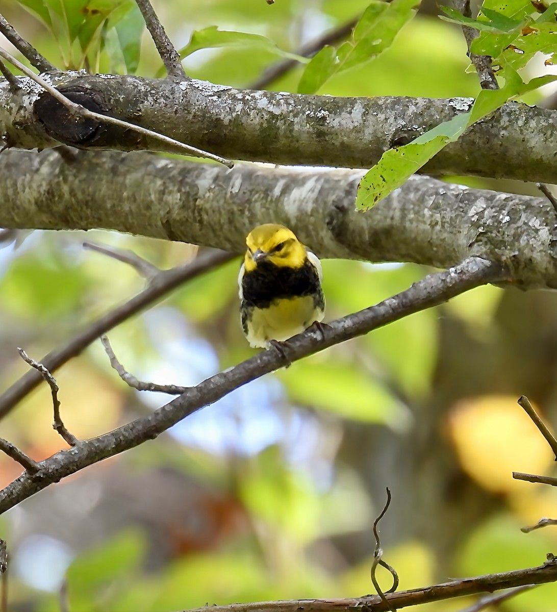 Black-throated Green Warbler - ML642828265
