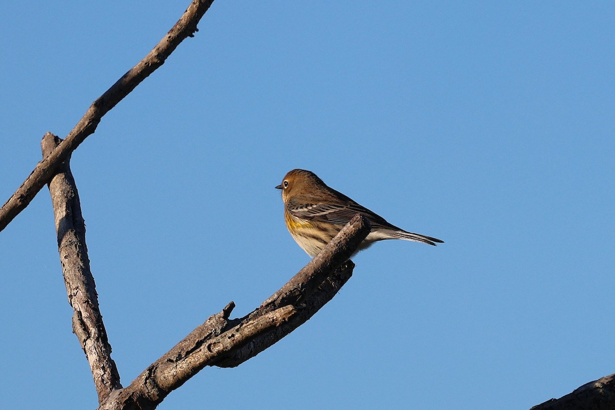 Yellow-rumped Warbler - ML642828269