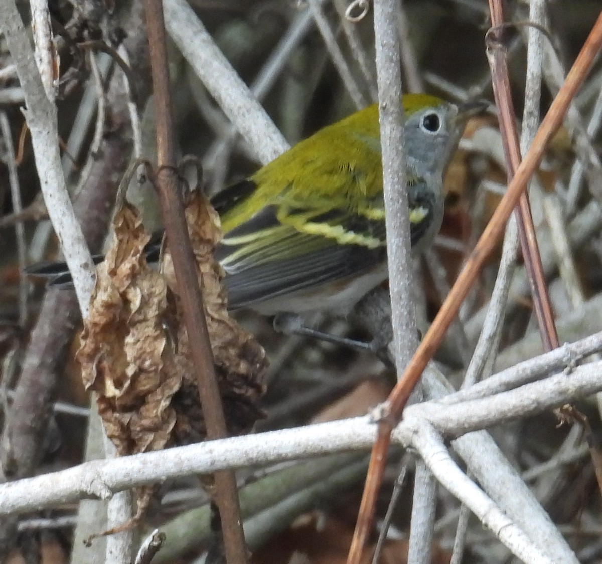 Chestnut-sided Warbler - ML642828275