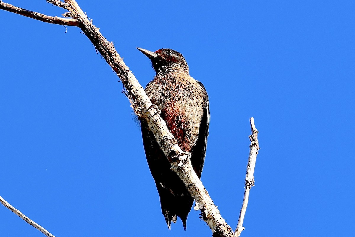 Lewis's Woodpecker - ML642828276
