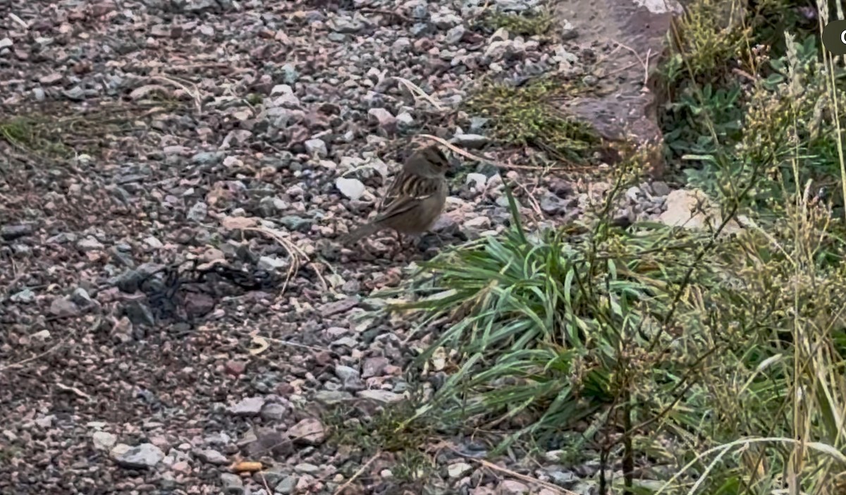 White-crowned Sparrow - ML642828277
