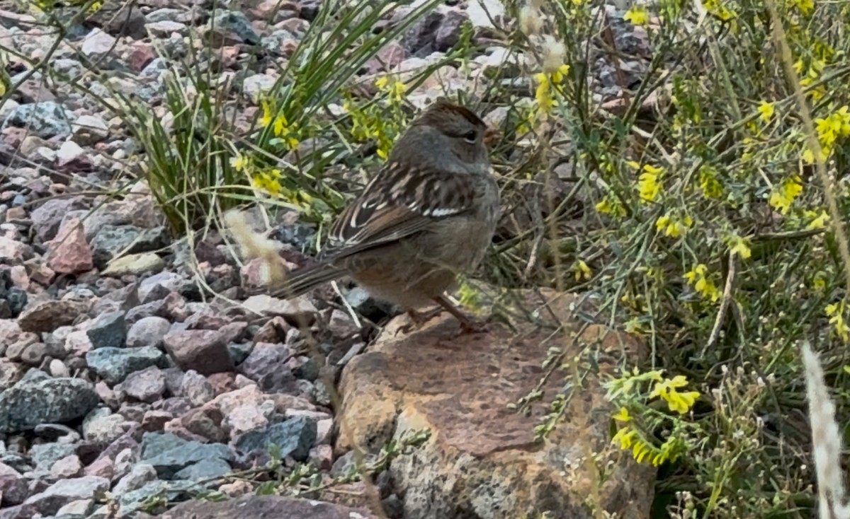 White-crowned Sparrow - ML642828278