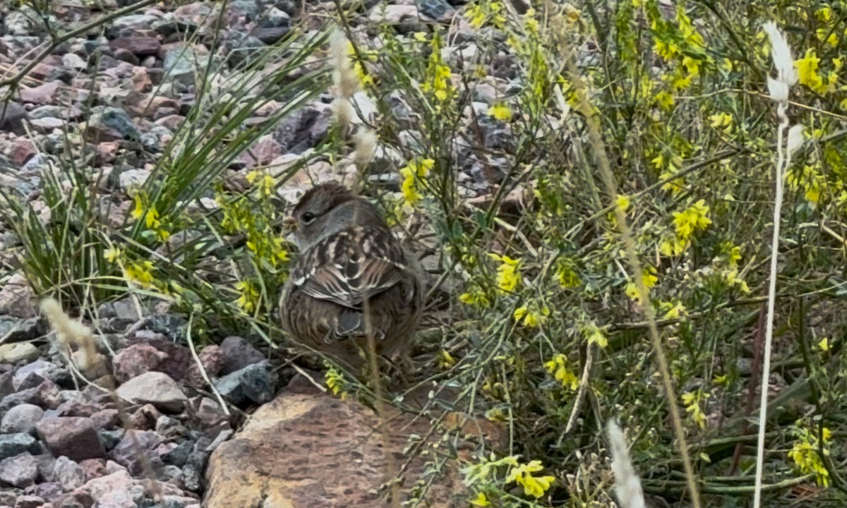 White-crowned Sparrow - ML642828279