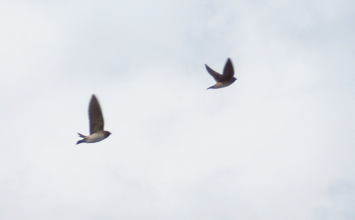 Cliff Swallow - ML642828298