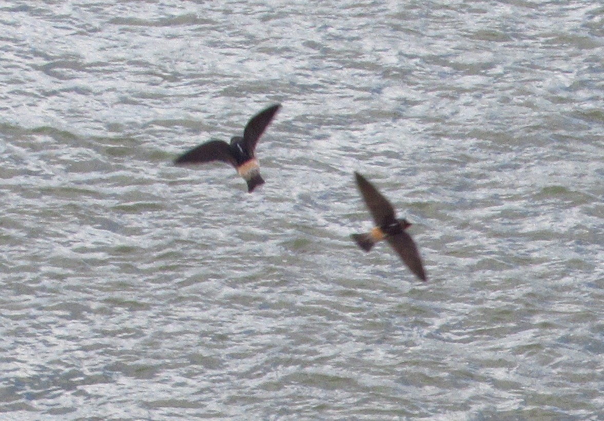 Cliff Swallow - ML642828299