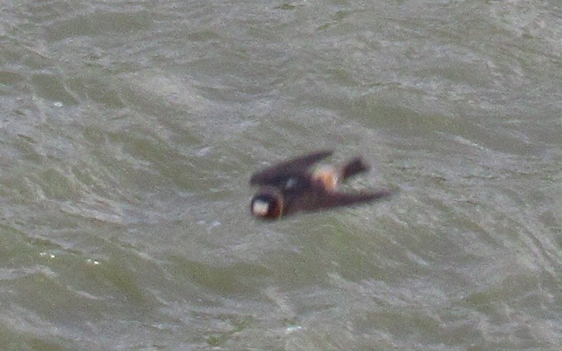 Cliff Swallow - ML642828300