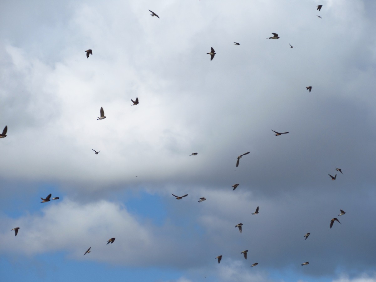 Cliff Swallow - ML642828301