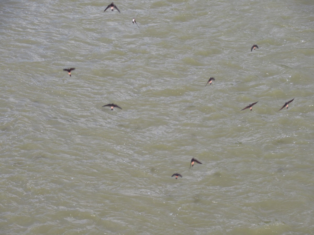 Cliff Swallow - ML642828302
