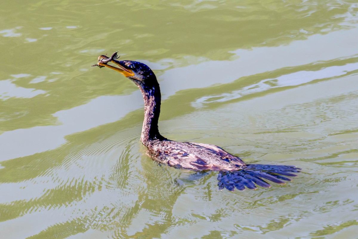 Neotropic Cormorant - ML642828304