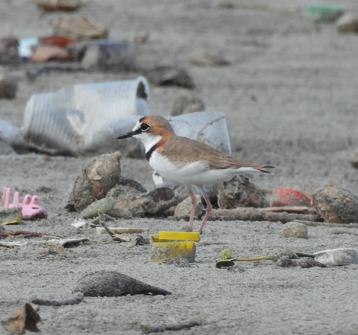 Collared Plover - ML642828308
