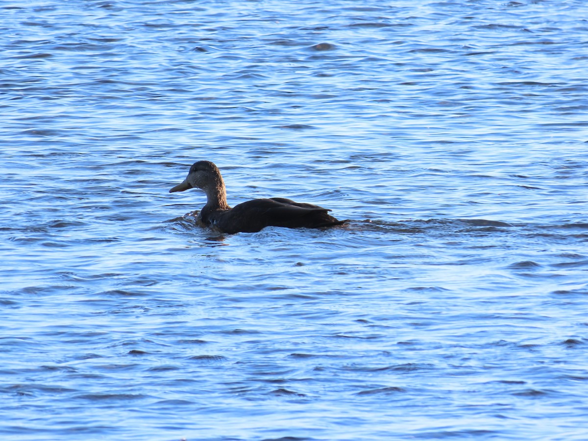 American Black Duck - ML642828310