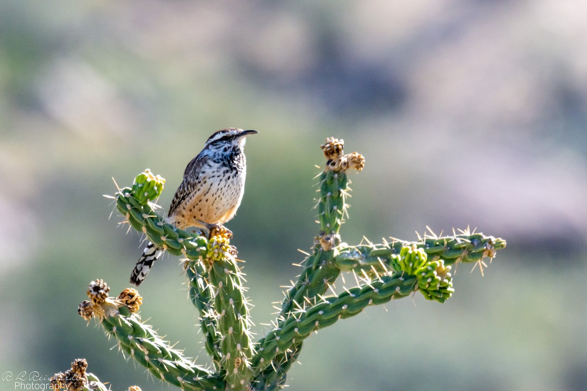 Cactus Wren - ML642828311