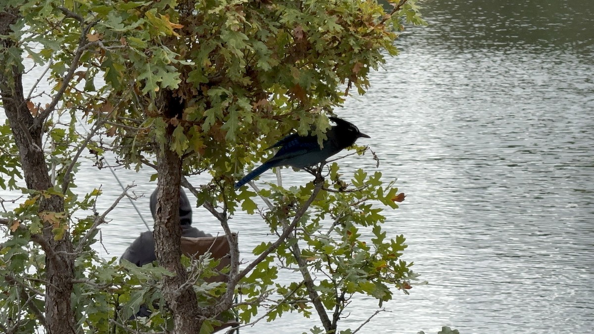 Steller's Jay - ML642828312
