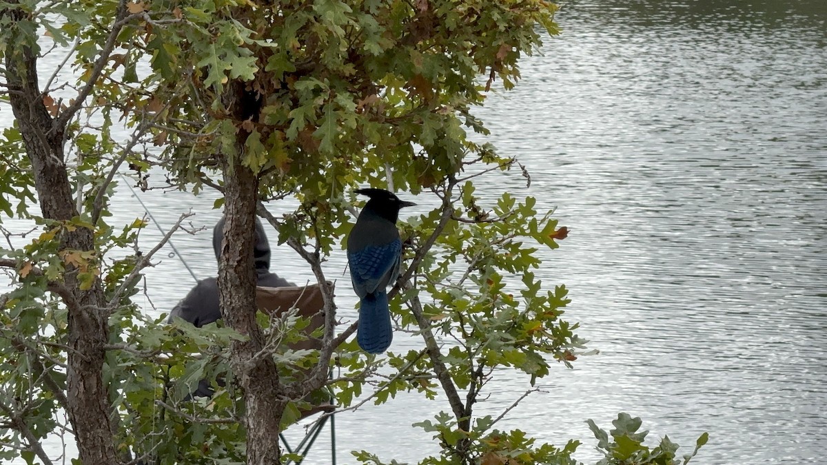 Steller's Jay - ML642828313