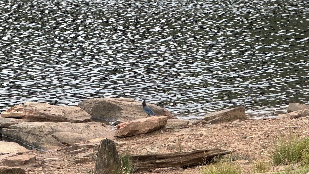 Steller's Jay - ML642828314