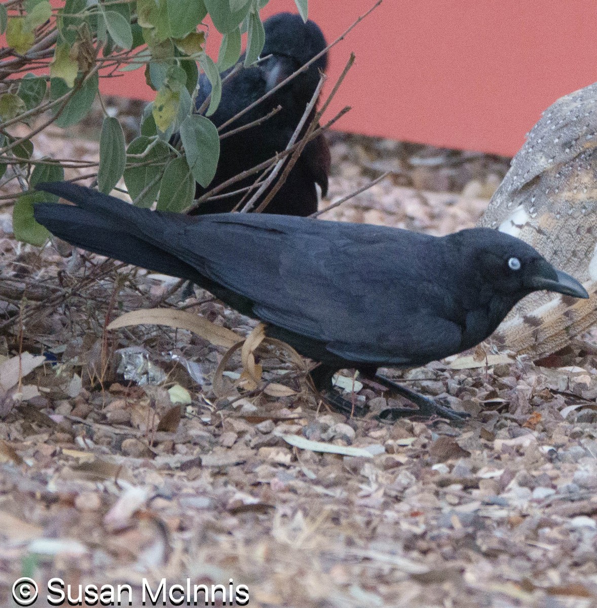 Corbeau du désert - ML642828344