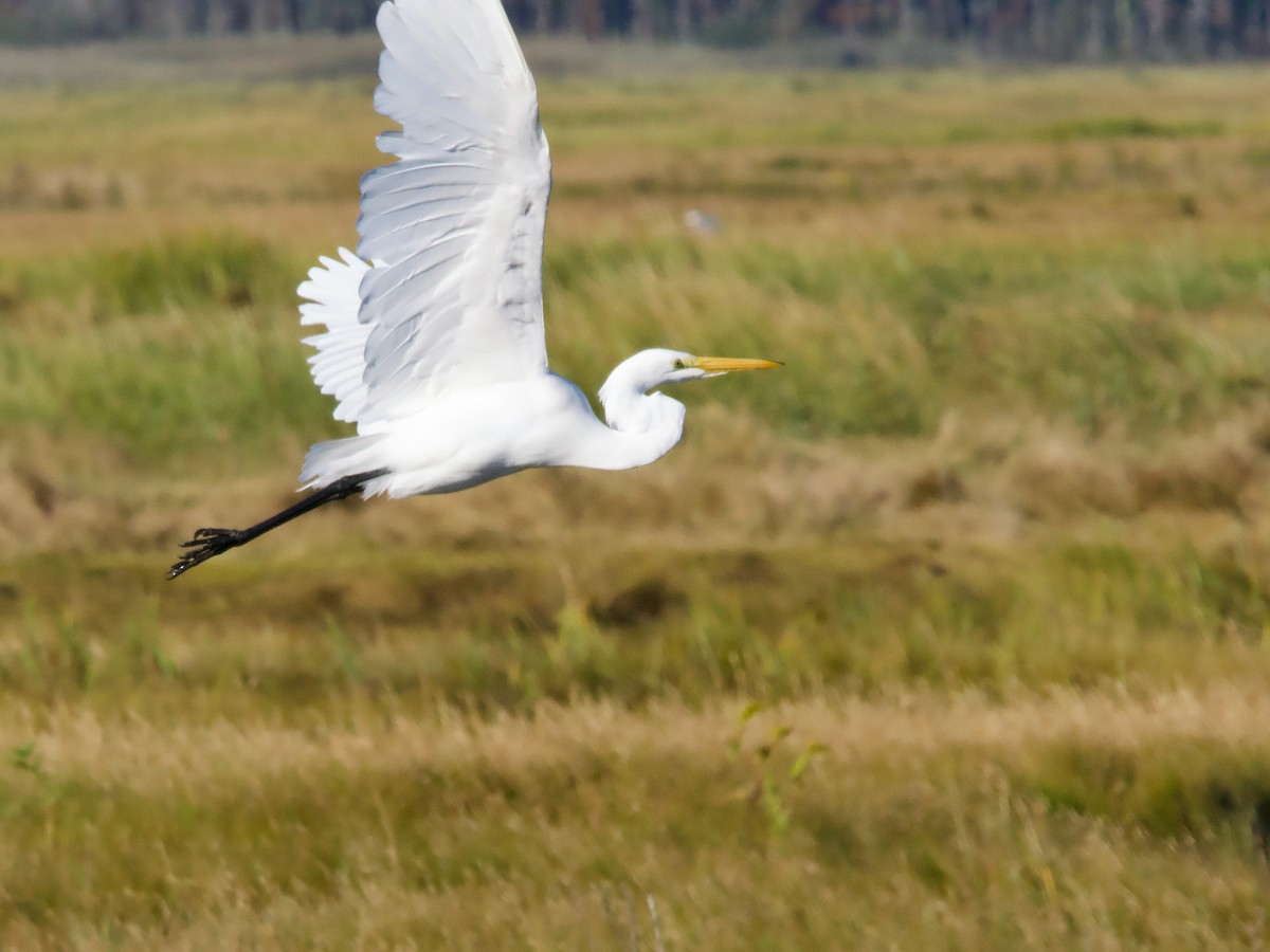Grande Aigrette - ML642828345