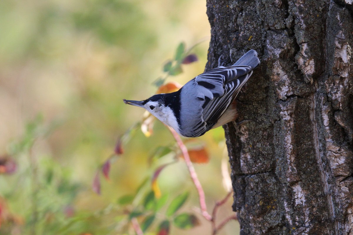White-breasted Nuthatch - ML642828349